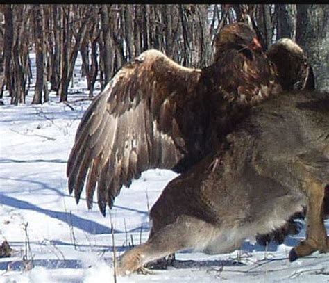 Golden Eagle Attack Wolf