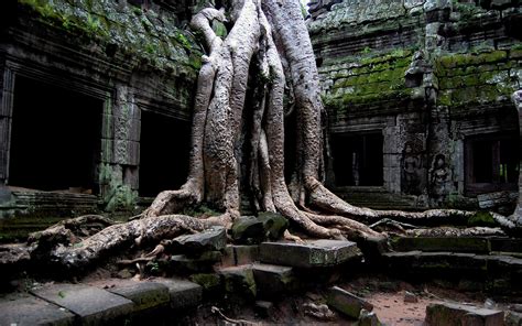 Wallpaper Temple Trees Old Rock Ruin Plants Cambodia Stone