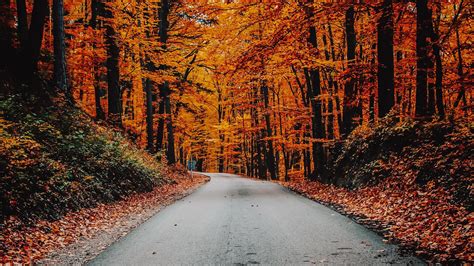 Download Wallpaper 2560x1440 Autumn Road Foliage Turn