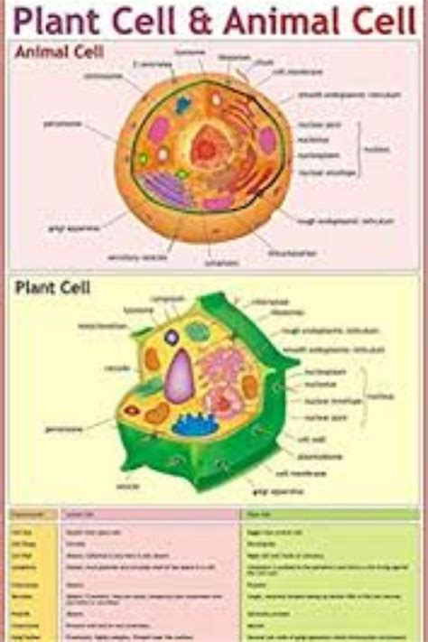 Plant Cell Vs Animal Cell Plant Cell Lesson Animal Cell Cell Lesson