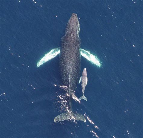 Daily Timewaster Your Good News Of The Day Record 21 Humpback Calves
