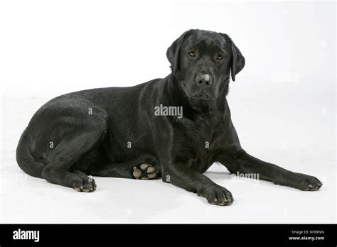 Dog Black Labrador Lying Down Stock Photo Alamy