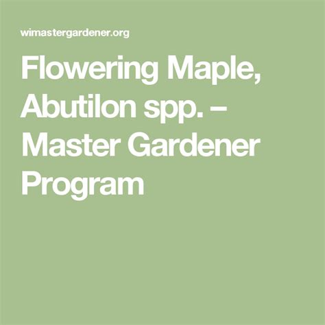 Flowering Maple Abutilon Spp Master Gardener Program Master