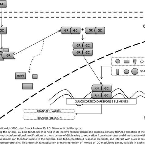 Genomic Mechanism Of Action Of Glucocorticoids Download Scientific Diagram