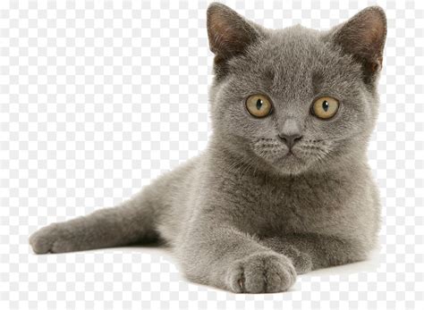 Is a short haired cat the ideal pet? British Shorthair Russian Blue American Shorthair Scottish ...