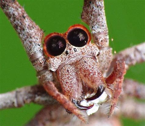 Net Casting Spider Face
