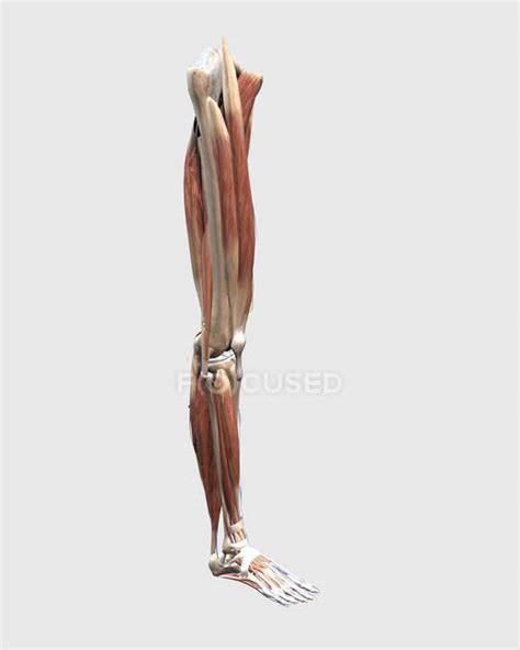 Medical Illustration Of Human Leg Muscles Bones And Joints — Knee