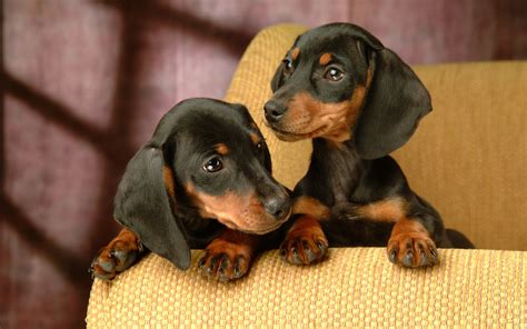 Top 10 Most Aggressive Small Dog Breeds In The World Topteny Magazine