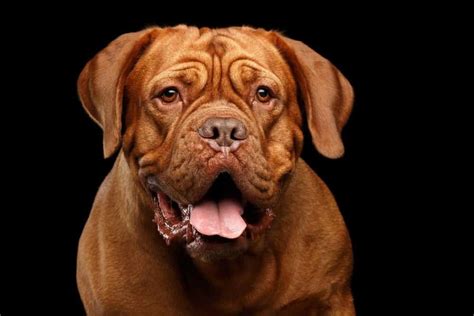 Dogue De Bordeaux Dog Breed Complete Guide Az Animals