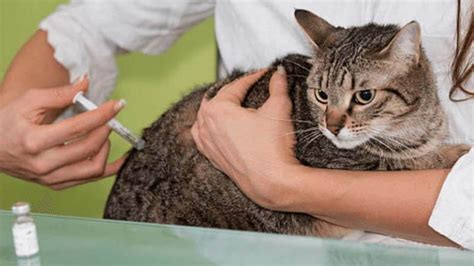 Ivermectin is a medication used to treat many types of parasite infestations. √ 8 Cara Mengobati Scabies Pada Kucing Dengan Cepat dan Alami