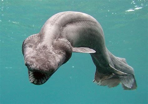 We Wish This Insanely Creepy Pre Historic Shark Was Never Found Alive