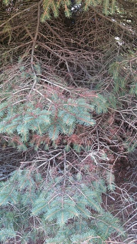 Pine Tree Fungus Ask Extension
