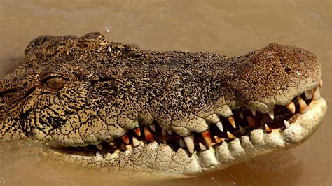 man pokes crocodile in eye to stop attack world news sky news