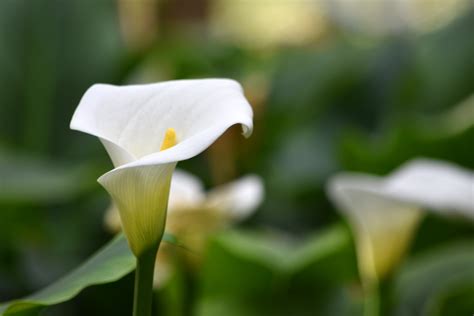 Arriva la primavera, le idee per portare in casa i suoi profumi e colori. Arredare Casa Con I Fiori Calle : Piante Di Tendenza Per ...