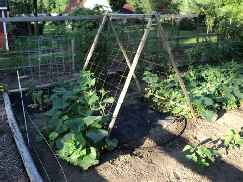 There are, of course, other items you can upcycle to make cool cucumber trellises. A-Frame Cucumber Trellis. : gardening