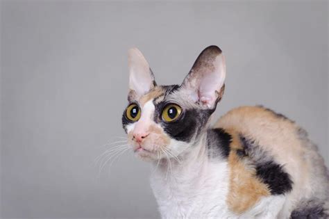 10 Cat Breeds With Big Ears Betterpet