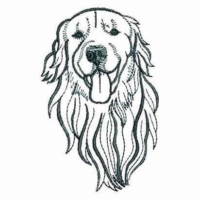 Retriever Golden Lab Puppy Drawing Coloring Puppies