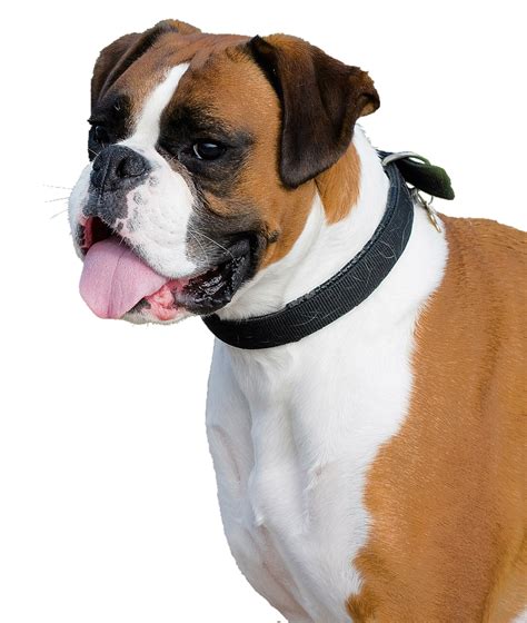 Boxer Dog Png Image Purepng Free Transparent Cc0 Png Image Library