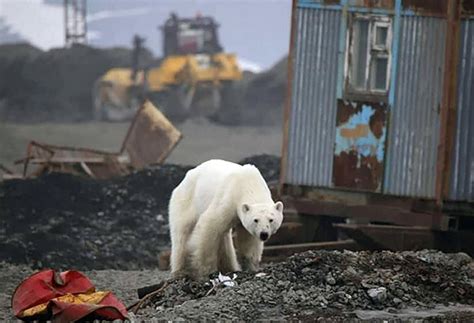 exhausted and starving polar bear wanders into siberian city the moscow times