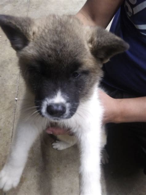 Find your new companion at nextdaypets.com. Akita Puppies For Sale | Cardington, OH #285035 | Petzlover