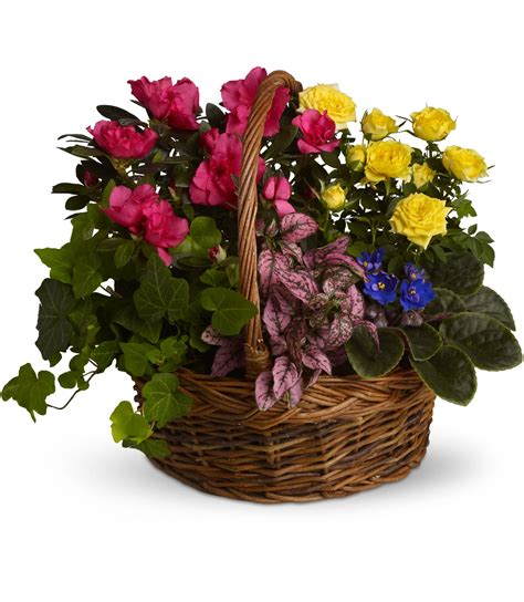 Blooming Garden Basket By Teleflora In Williston Park Ny The Roslyn