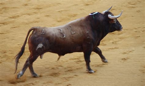 A Spanish Bull Great Names In History