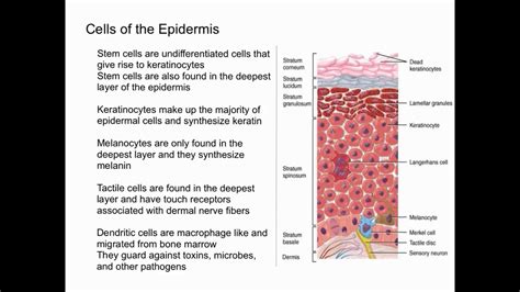 Cells Of The Epidermis Youtube