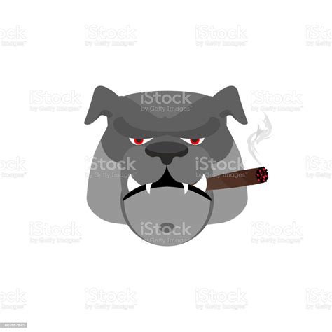 Angry Dog With Cigar Aggressive Bulldog Isolated Stock Illustration