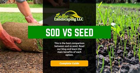 Sod Vs Seed These Are The Main Benefits Of Each Option