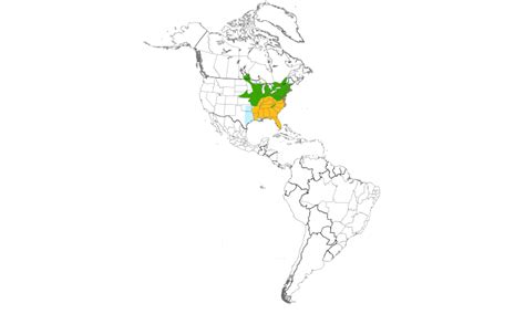 Dendroica Mexico Eastern Towhee Pipilo Erythrophthalmus