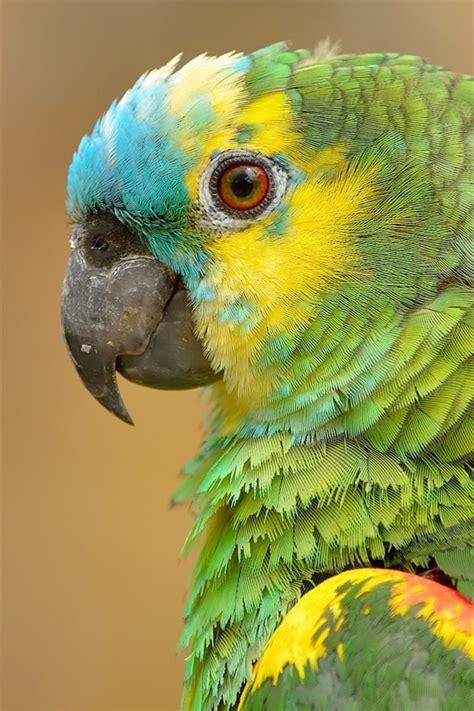 Wallpaper Parrot Portrait Green Feathers 1920x1200 Hd Picture Image