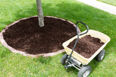 How To Mulch Around Trees Gateway Home And Garden Center
