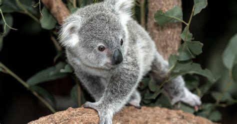 Tonahleah Queensland Koala San Diego Zoo 100