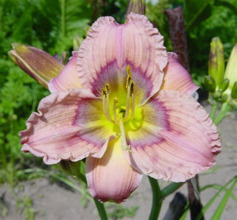 Small Daylily Hemerocallis Wizards Eye Salter 1996 Day Lilies