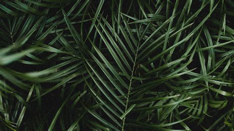 Download Wallpaper 3840x2160 Palm Leaves Branches Plant Green Dark