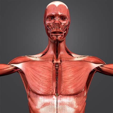 Of muscles in human body? 3D model human body muscles - TurboSquid 1268735