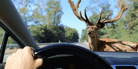 Deer Related Accidents In The United States Nip Group