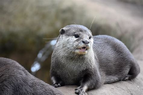 Is A Sea Otter A Carnivore Herbivore Or Omnivore
