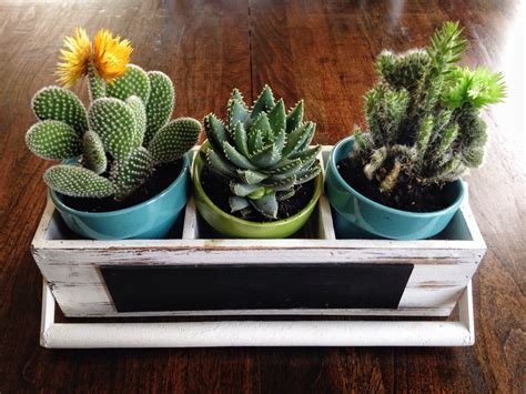 Our Cute Little Cactus Plants Furniture Pinterest Cacti And Plants
