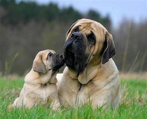 Top 3 Biggest Breed Of Dog Youd Wish You Own