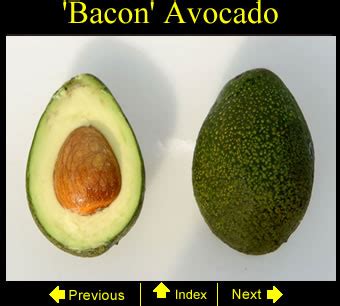 How do you care for an avocado tree? Bacon Avocado Growing in South Florida