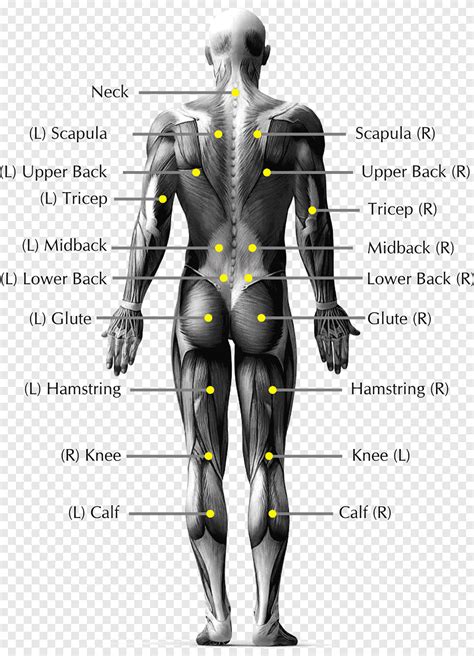 Anatomy Of Human Body Parts Back