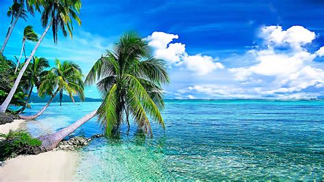 Free Download Summer Background Tropical Beach With Palmiokean With