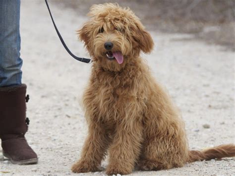 Maybe you would like to learn more about one of these? mini goldendoodle full grown - Google Search | Poodle ...