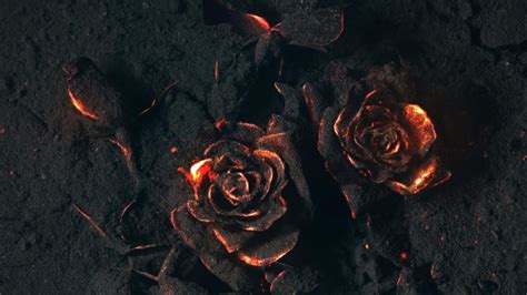 Burned Rose Wallpaper 42278 Baltana