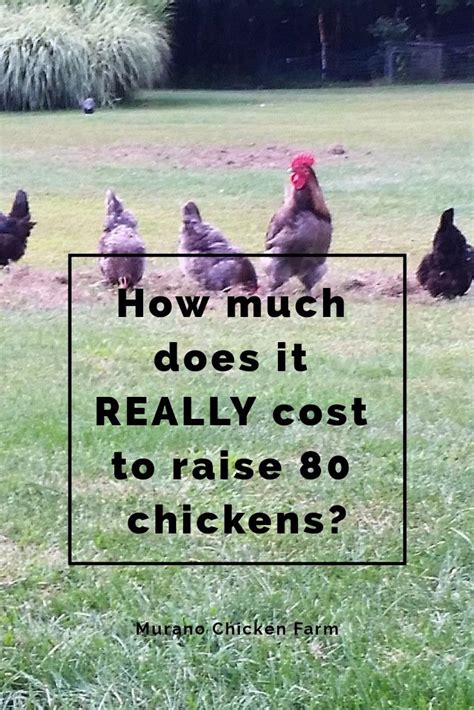However, not every chiropractic adjustment session will cost $100 or even more since the phases of treatment differ. How much does it cost to raise chickens? | Chickens ...