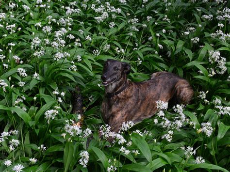 A Dogs Life In The Tamar Valley Cornwall Pl17 The Ramsons Are Out
