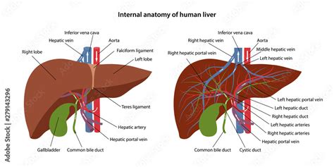 Internal Anatomy Of Human Liver With Description Of The Corresponding
