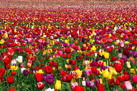Tulips Flowers Picture Desi Comments