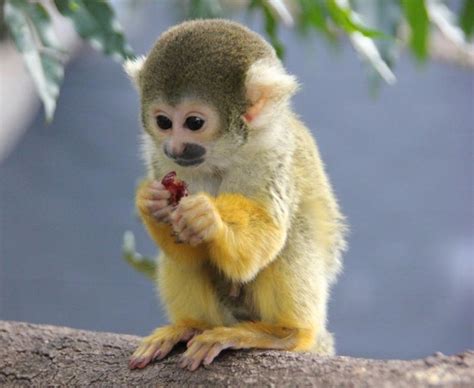 Baby Squirrel Monkey Squirrel Monkey Pet Monkey Baby Animals Pictures